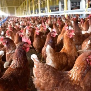 Masterclass - Producción de aves de corral