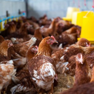 Capacitación para la producción avícola