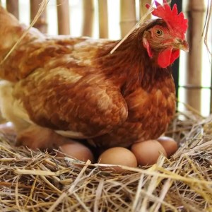 Curso para gallinas ponedoras o Engorde